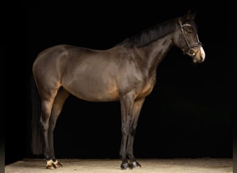 Deutsches Sportpferd, Stute, 7 Jahre, 163 cm, Dunkelbrauner