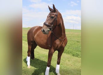 Deutsches Sportpferd, Stute, 7 Jahre, 163 cm, Dunkelfuchs