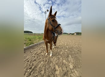 Deutsches Sportpferd, Stute, 7 Jahre, 163 cm, Fuchs