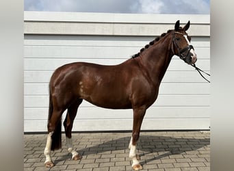 Deutsches Sportpferd, Stute, 7 Jahre, 163 cm, Fuchs