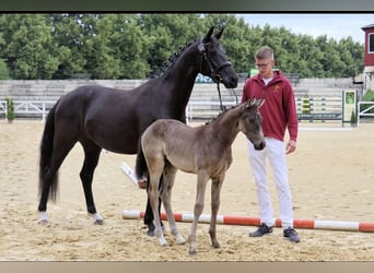 Deutsches Sportpferd, Stute, 7 Jahre, 163 cm, Rappe