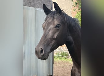 Deutsches Sportpferd, Stute, 7 Jahre, 163 cm, Rappe