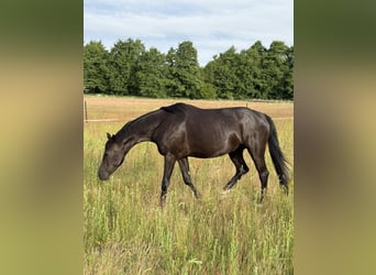 Deutsches Sportpferd, Stute, 7 Jahre, 163 cm, Rappe