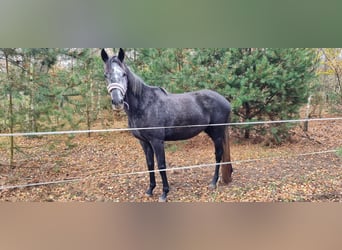 Deutsches Sportpferd, Stute, 7 Jahre, 163 cm, Schimmel