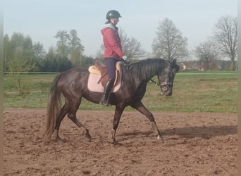Deutsches Sportpferd, Stute, 7 Jahre, 163 cm, Schimmel