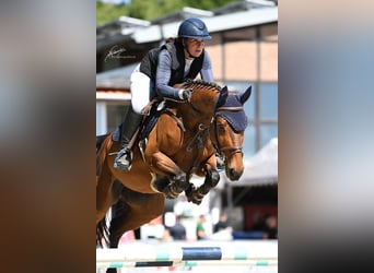 Deutsches Sportpferd, Stute, 7 Jahre, 164 cm, Brauner