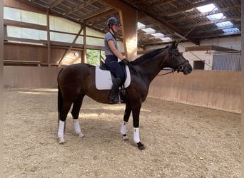 Deutsches Sportpferd, Stute, 7 Jahre, 164 cm, Dunkelbrauner