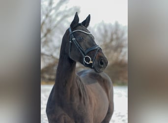 Deutsches Sportpferd, Stute, 7 Jahre, 164 cm, Dunkelbrauner