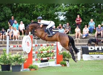 Deutsches Sportpferd, Stute, 7 Jahre, 164 cm, Dunkelbrauner