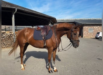 Deutsches Sportpferd, Stute, 7 Jahre, 164 cm, Fuchs