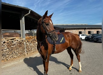 Deutsches Sportpferd, Stute, 7 Jahre, 164 cm, Fuchs