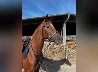 Deutsches Sportpferd, Stute, 7 Jahre, 164 cm, Fuchs