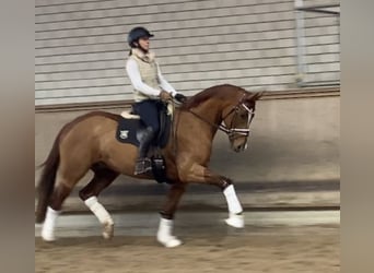 Deutsches Sportpferd, Stute, 7 Jahre, 164 cm, Fuchs