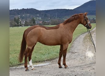 Deutsches Sportpferd, Stute, 7 Jahre, 164 cm, Fuchs