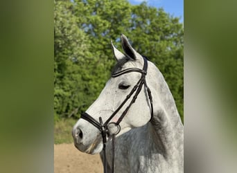 Deutsches Sportpferd, Stute, 7 Jahre, 165 cm, Apfelschimmel