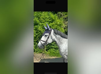 Deutsches Sportpferd, Stute, 7 Jahre, 165 cm, Apfelschimmel