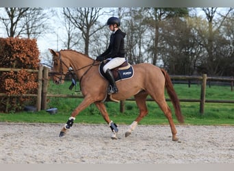 Deutsches Sportpferd, Stute, 7 Jahre, 165 cm, Fuchs