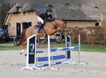 Deutsches Sportpferd, Stute, 7 Jahre, 165 cm, Fuchs