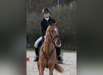 Deutsches Sportpferd, Stute, 7 Jahre, 165 cm, Fuchs