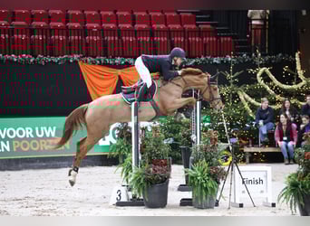 Deutsches Sportpferd, Stute, 7 Jahre, 165 cm, Fuchs