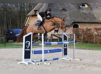 Deutsches Sportpferd, Stute, 7 Jahre, 165 cm, Fuchs