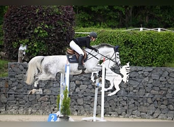 Deutsches Sportpferd, Stute, 7 Jahre, 165 cm, Schimmel
