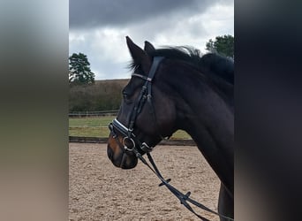 Deutsches Sportpferd, Stute, 7 Jahre, 165 cm, Schwarzbrauner