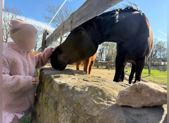 Deutsches Sportpferd, Stute, 7 Jahre, 165 cm, Schwarzbrauner
