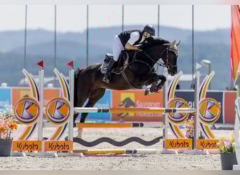 Deutsches Sportpferd, Stute, 7 Jahre, 165 cm, Schwarzbrauner