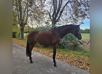 Deutsches Sportpferd, Stute, 7 Jahre, 166 cm, Brauner
