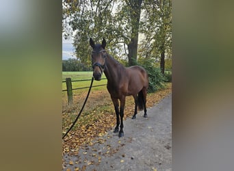 Deutsches Sportpferd, Stute, 7 Jahre, 166 cm, Brauner