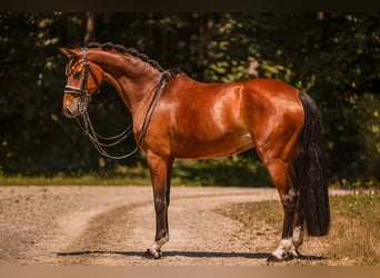 Deutsches Sportpferd, Stute, 7 Jahre, 166 cm, Brauner