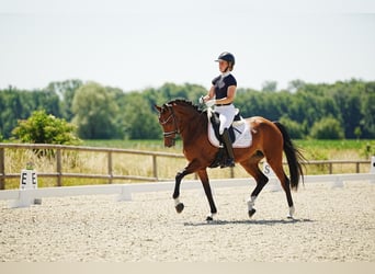Deutsches Sportpferd, Stute, 7 Jahre, 166 cm, Brauner