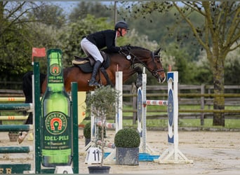 Deutsches Sportpferd, Stute, 7 Jahre, 166 cm, Brauner