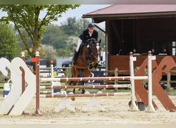 Deutsches Sportpferd, Stute, 7 Jahre, 166 cm, Brauner