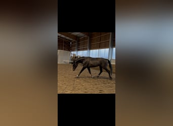 Deutsches Sportpferd, Stute, 7 Jahre, 166 cm, Dunkelbrauner
