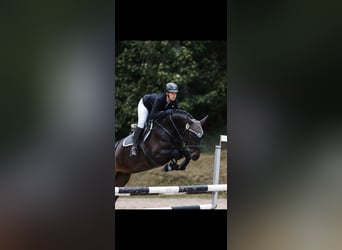 Deutsches Sportpferd, Stute, 7 Jahre, 166 cm, Dunkelbrauner