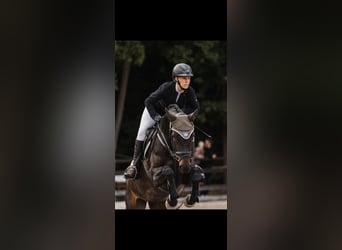 Deutsches Sportpferd, Stute, 7 Jahre, 166 cm, Dunkelbrauner
