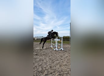Deutsches Sportpferd, Stute, 7 Jahre, 166 cm, Dunkelbrauner