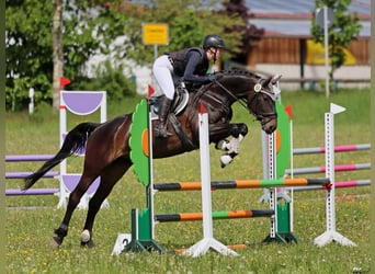 Deutsches Sportpferd, Stute, 7 Jahre, 166 cm, Dunkelbrauner