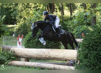 Deutsches Sportpferd, Stute, 7 Jahre, 166 cm, Dunkelbrauner