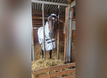 Deutsches Sportpferd, Stute, 7 Jahre, 166 cm, Dunkelbrauner
