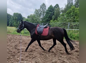 Deutsches Sportpferd, Stute, 7 Jahre, 166 cm, Schwarzbrauner