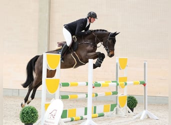 Deutsches Sportpferd, Stute, 7 Jahre, 166 cm, Schwarzbrauner