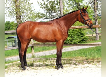 Deutsches Sportpferd, Stute, 7 Jahre, 167 cm, Brauner
