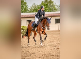 Deutsches Sportpferd, Stute, 7 Jahre, 167 cm, Brauner