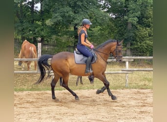 Deutsches Sportpferd, Stute, 7 Jahre, 167 cm, Brauner