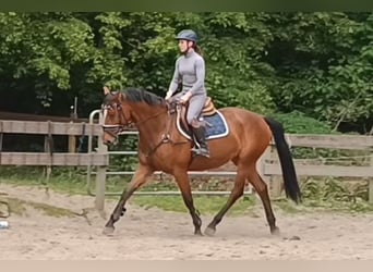 Deutsches Sportpferd, Stute, 7 Jahre, 167 cm, Brauner