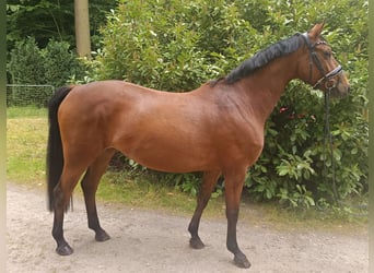 Deutsches Sportpferd, Stute, 7 Jahre, 167 cm, Brauner