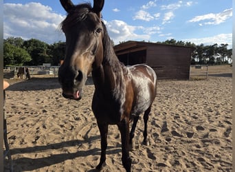 Deutsches Sportpferd, Stute, 7 Jahre, 167 cm, Dunkelbrauner